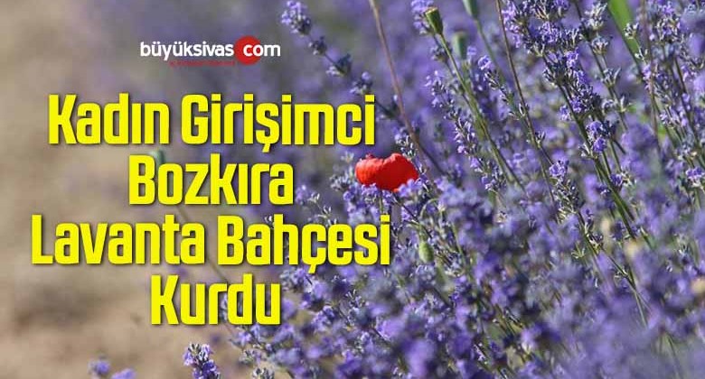 Kadın Girişimci Bozkıra Lavanta Bahçesi Kurdu