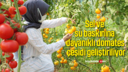 Sel ve su baskınına dayanıklı domates çeşidi geliştiriliyor