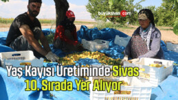 Yaş Kayısı Üretiminde Sivas 10. Sırada Yer Alıyor