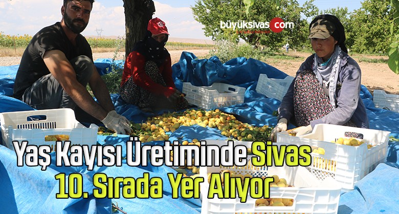 Yaş Kayısı Üretiminde Sivas 10. Sırada Yer Alıyor