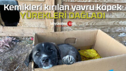 Kemikleri kırılan yavru köpek yürekleri parçaladı!