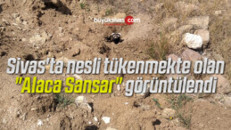 Sivas’ta nesli tükenmekte olan “Alaca Sansar” görüntülendi