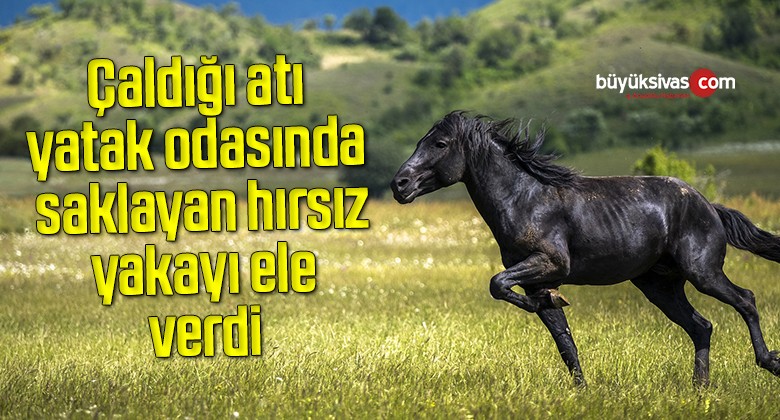 Çaldığı atı yatak odasında saklayan hırsız yakayı ele verdi