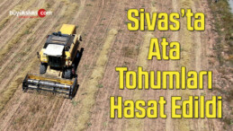 Ata tohumları hasat edildi