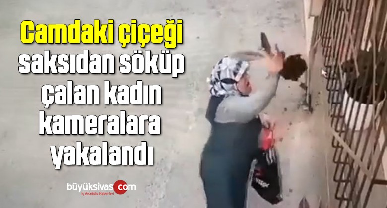 Camdaki çiçeği saksıdan söküp çalan kadın kameralara yakalandı