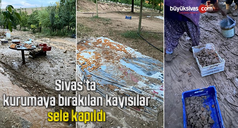 Kurumaya bırakılan kayısılar sele kapıldı