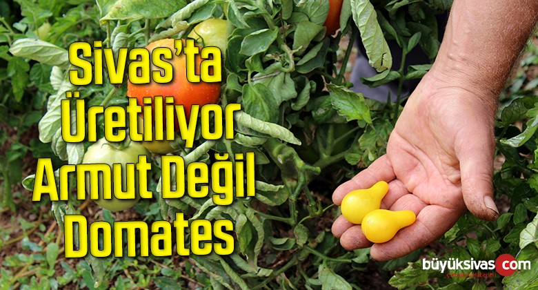 Armut değil domates