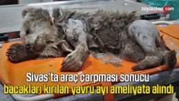 Araç çarpması sonucu bacakları kırılan yavru ayı ameliyata alındı