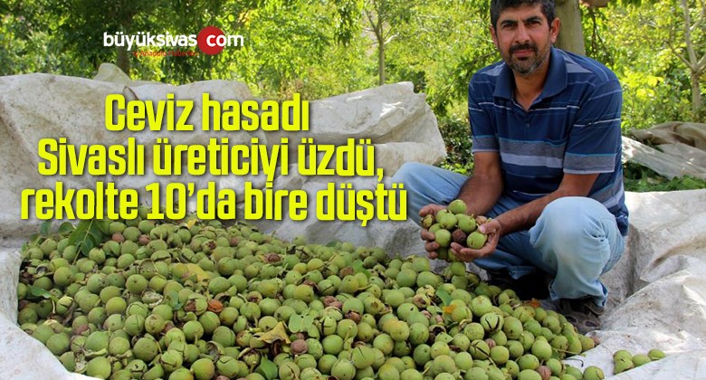 Ceviz hasadı Sivaslı üreticiyi üzdü, rekolte 10’da bire düştü