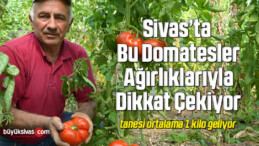 Tanesi ortalama 1 kilo geliyor, bu domatesler ağırlıklarıyla dikkat çekiyor