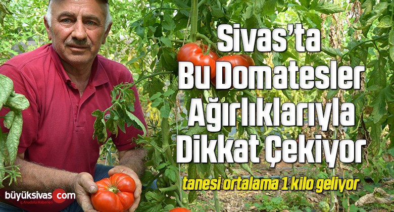 Tanesi ortalama 1 kilo geliyor, bu domatesler ağırlıklarıyla dikkat çekiyor