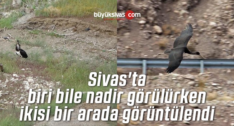 Sivas’ta biri bile nadir görülürken, ikisi bir arada görüntülendi