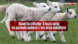 Sivas’ta çiftçiler 3 kuzu satıp bu parayla sadece 1 ton arpa alabiliyor