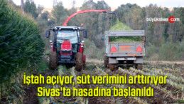 İştah açıyor, süt verimini arttırıyor, Sivas’ta hasadına başlanıldı