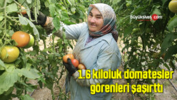 1.6 kiloluk domatesler görenleri şaşırttı