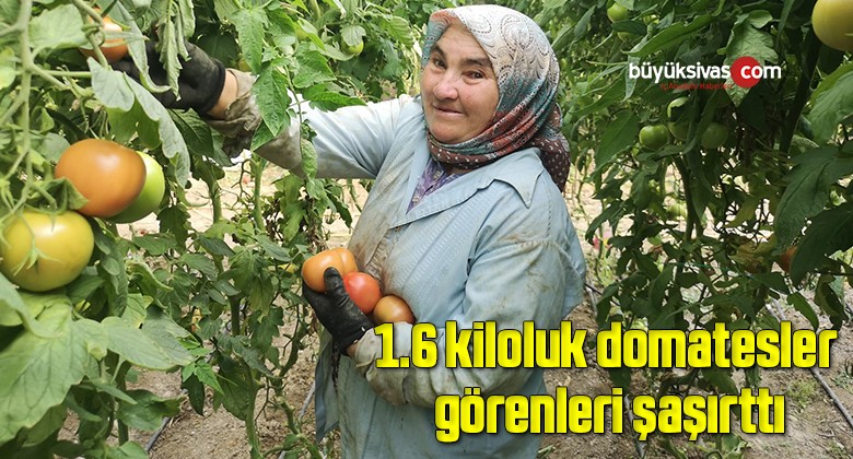 1.6 kiloluk domatesler görenleri şaşırttı