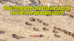 Doğa fotoğrafçısı, Sivas’ta karşılaştığı sürü ile neye uğradığını şaşırdı