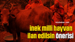 Hindistan’da inek milli hayvan ilan edilsin önerisi