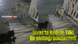 Sivas’ta kedi ile tilki kendilerine verilen ekmeği bölüşemedi