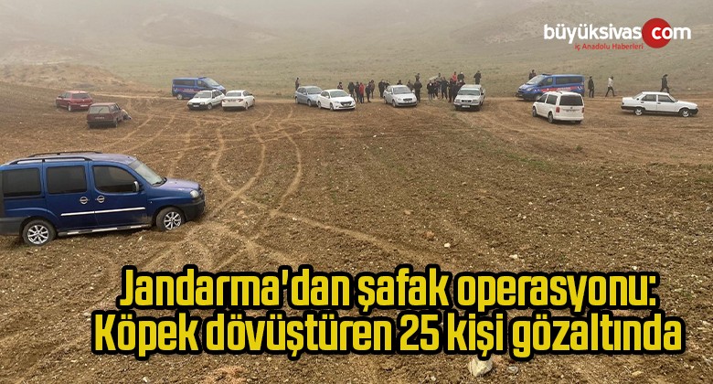 Jandarma’dan şafak operasyonu: Köpek dövüştüren 25 kişi gözaltında