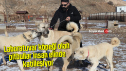 Laboratuvar köpeği olan pitbullar insan elinde katilleşiyor