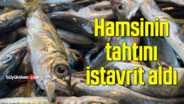 Hamsinin tahtını istavrit aldı