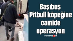 Başıboş Pitbull köpeğine camide operasyon