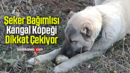 Şeker Bağımlısı Kangal Köpeği Dikkat Çekiyor