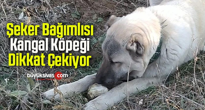 Şeker Bağımlısı Kangal Köpeği Dikkat Çekiyor