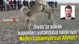 Sivas’ta sokak köpekleri vatandaşa saldırıyor! Neden toplamıyorsun Ahmet?