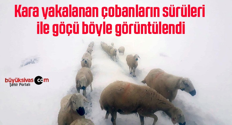 Kara yakalanan çobanların sürüleri ile göçü böyle görüntülendi