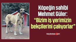 Bahçedeki kangal köpeği hırsızlığı güvenlik kamerasında