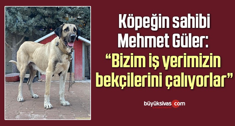 Bahçedeki kangal köpeği hırsızlığı güvenlik kamerasında