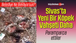 Sivas’ta yeni bir sokak köpeği vahşeti daha! Kediyi parçaladılar