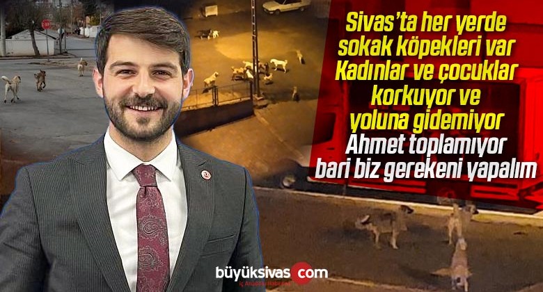 Sivas’ta her yerde olan sokak köpekleri görüldüğünde ne yapılmalı?