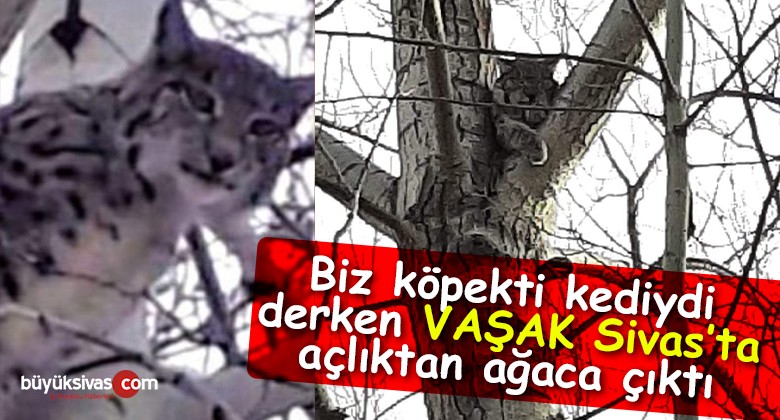 Biz köpekti kediydi derken VAŞAK Sivas’ta açlıktan ağaca çıktı