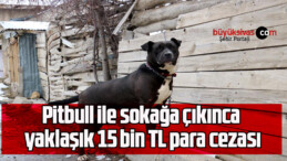 Pitbull ile sokağa çıkınca yaklaşık 15 bin TL para cezası