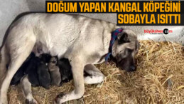 Kangal köpeği fırtınada doğum yaptı, sahibinin yaptığı yürekleri ısıttı