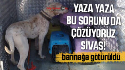 Sivas’ta “kuzu gibi” denen köpek barınağa götürüldü! İşte bu