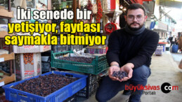 İki senede bir yetişiyor, faydası saymakla bitmiyor