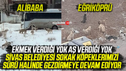 Başıboş sokak köpekleri Sivas’ta sürü halinde gezmeye devam ediyor