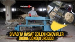 Hasat edilen kenevirler ürüne dönüştü