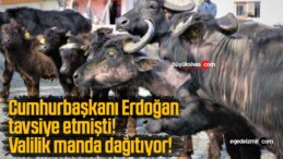 Cumhurbaşkanı Erdoğan tavsiye etmişti! Valilik manda dağıtıyor!