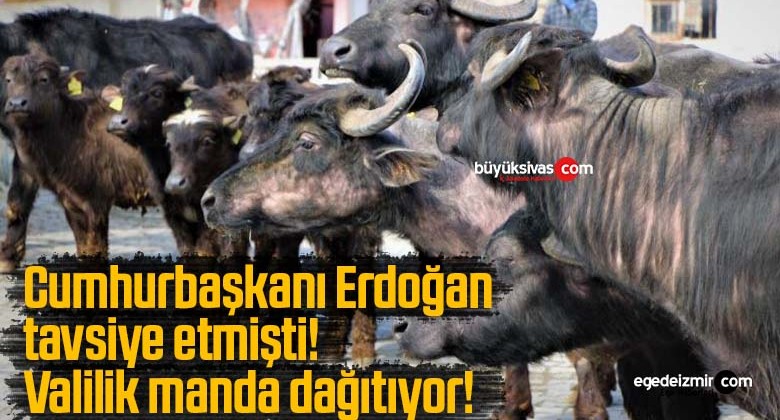 Cumhurbaşkanı Erdoğan tavsiye etmişti! Valilik manda dağıtıyor!