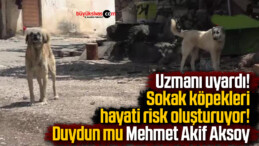 Uzman köpek yetiştiricisi uyardı! Sokak köpekleri hayati risk oluşturuyor!