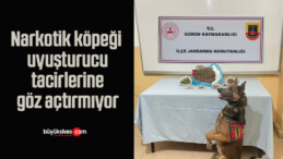 Narkotik köpeği uyuşturucu tacirlerine göz açtırmıyor