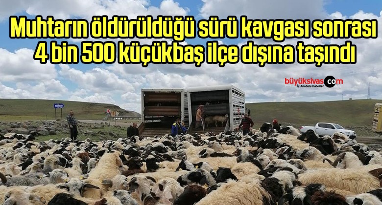 Muhtarın öldürüldüğü sürü kavgası sonrası 4 bin 500 küçükbaş ilçe dışına taşındı