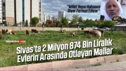 Sivas’ta 2 Milyon 874 Bin Liralık Evlerin Arasında Otlayan Mallar