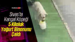 Sivas’ta 5 kiloluk bidon yoğurdu çalan kangal köpeği