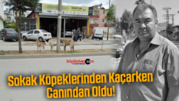 Başıboş sokak köpeklerinden kaçarken canından oldu